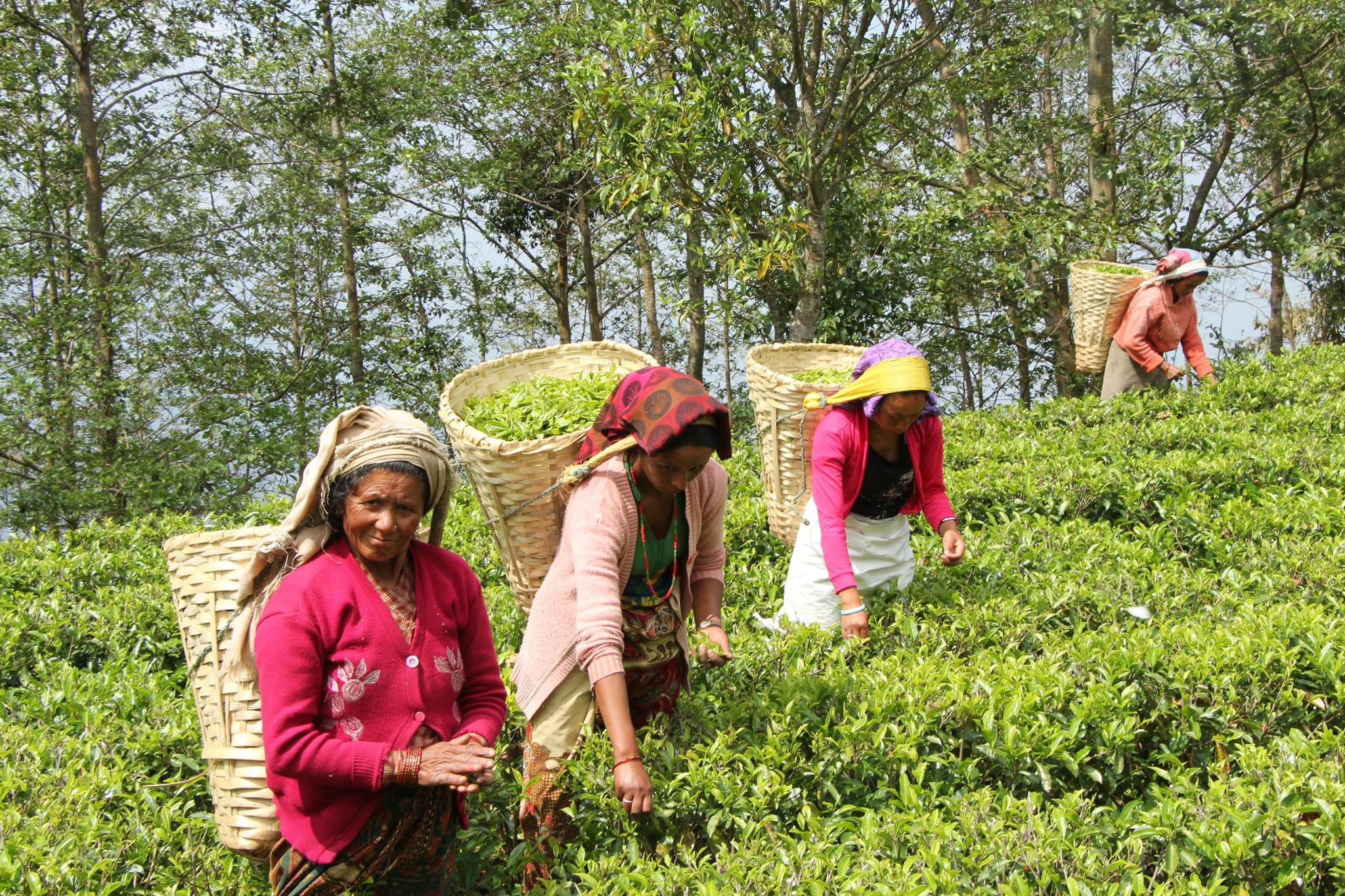 Teeanbau für Althaus und Puretea