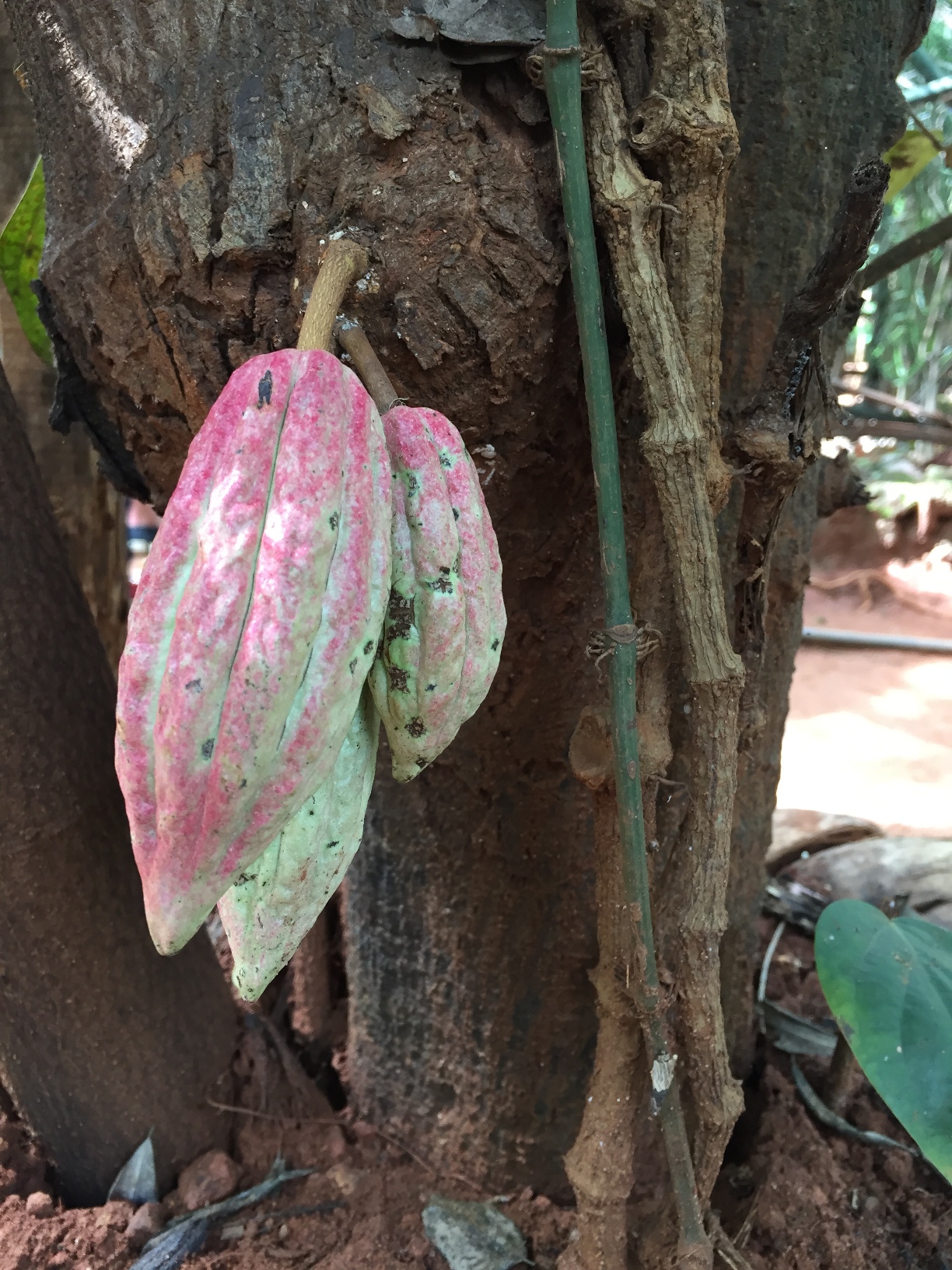 Cacaofrüchte