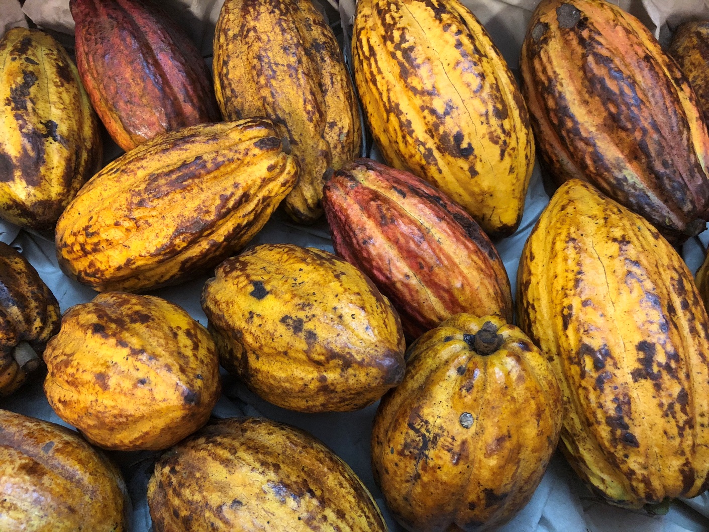 Cacaofrüchte frisch